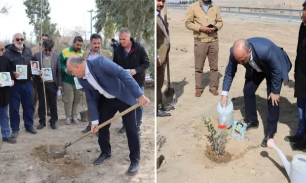 حمایت شهردار کهریزک از مردم غزه با کاشت درخت زیتون